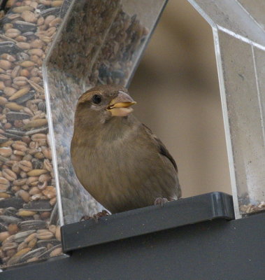 Sparrow customer in the bird feeder