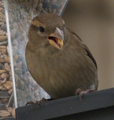 Sparrow - do not drop it now