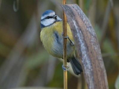 Blue tit among the reeds