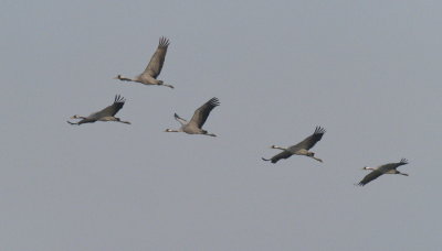 Cranes off to feeding grounds