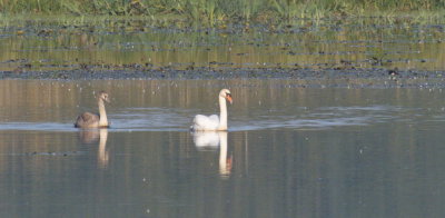Adult swan and juvenile
