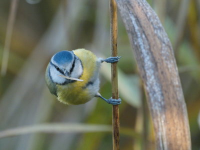 Blue tit who might be in the oboe reedmaking business
