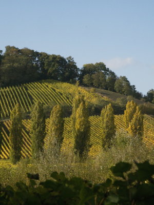 Golden autumn over the vineyards