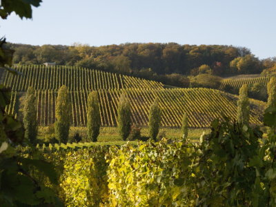 Golden autumn among the vineyards