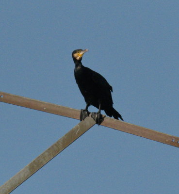 Perching cormorant