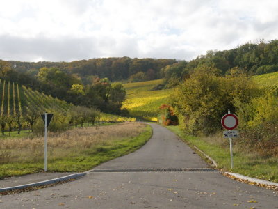 Road leading into the vineyards