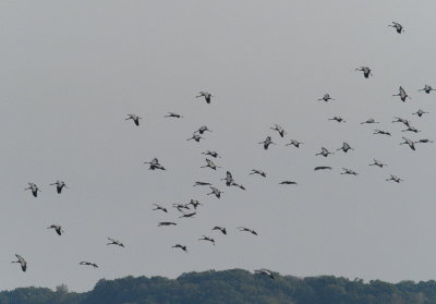 Cranes preparing to land