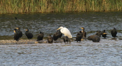 Great egret and cormorants