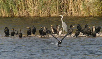 Cormorant leaving the flock