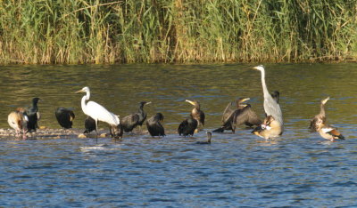Great egret grey heron cormorants and Egyptian geese