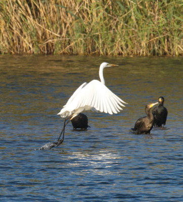 Great egret nearly off now