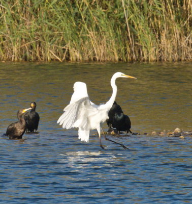 Great egret some adjustments before we are quite ready