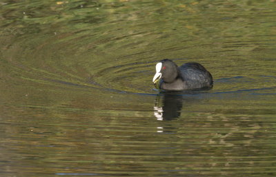 Coot with no red eye removal