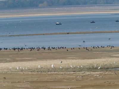 Egrets, cormorants, gulls and fishermen