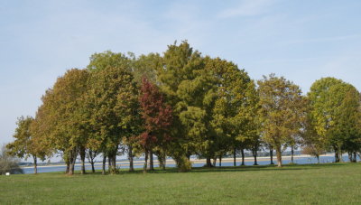 Trees lining the banks of the lake
