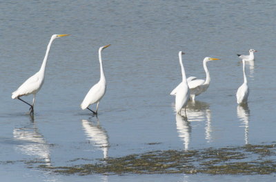 Egrets and gull