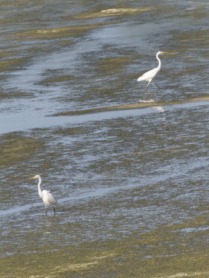 Egrets going their separate ways