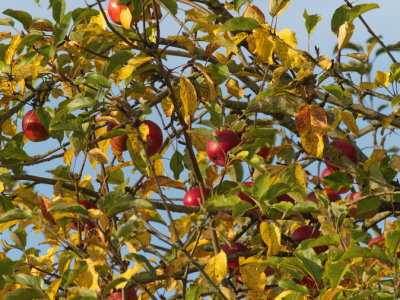 Apples too high up in the tree