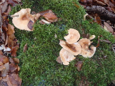 Dead leaves moss and fungi