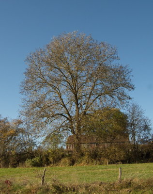 A fine oak tree