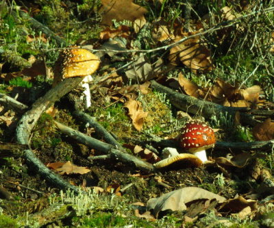 Fly agaric poisonous fungus