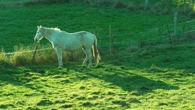 Horse with a long shadow in the setting sun