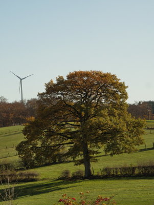 Oak and windmill