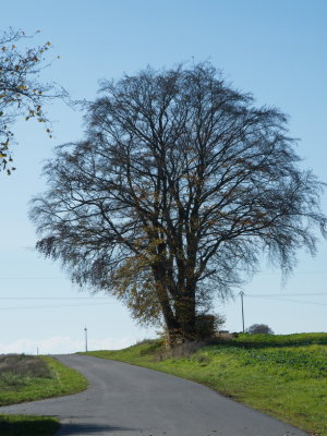 Solitary oak tree along the way