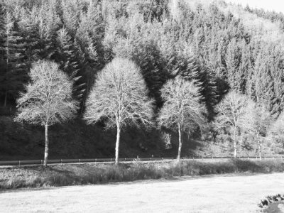 Trees along a country road BW