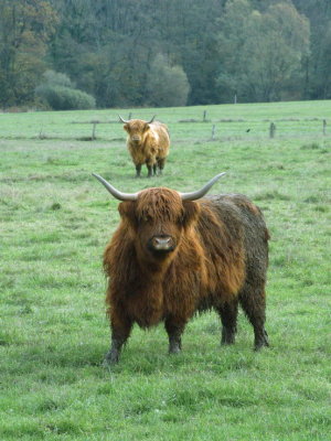 Inquisitive Highland cows