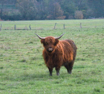 Highlander on a farm in Bettel