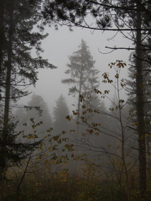 The taller the tree the denser the fog