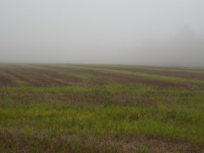 Field in late autumn fog