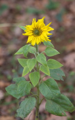One of the last sunflowers