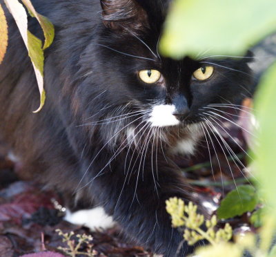 One final inspection of the garden before autumn takes away the last leaves