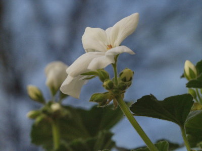 Last pelargonium bloom for this year