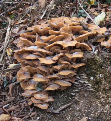 Stacks of mushrooms