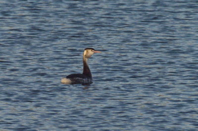 Crested grebe looking alert