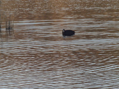 Coot wondering who created all those circles in the water