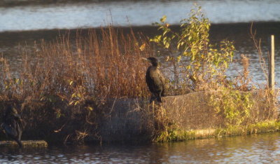 Cormorant catching the day's last sunrays