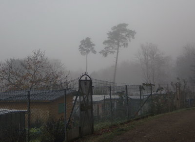 Walking along the allotments in early morning fog