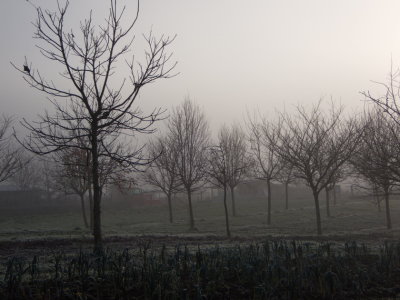 Orchard in November fog