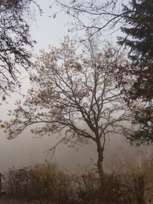 Tree emerging from the mist