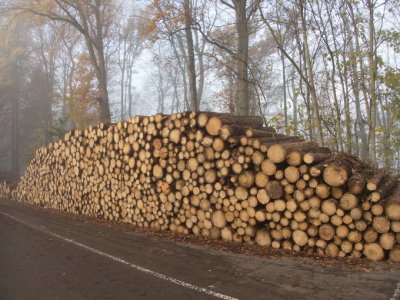 Lots of timber
