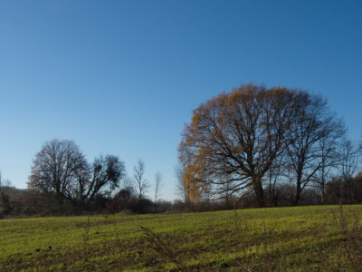 Impressive trees