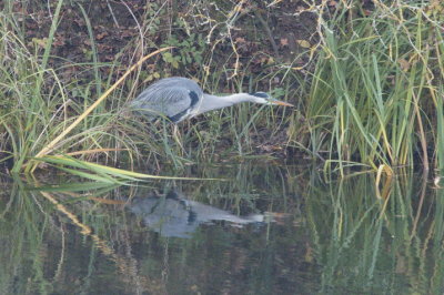 Grey heron looking out for fish
