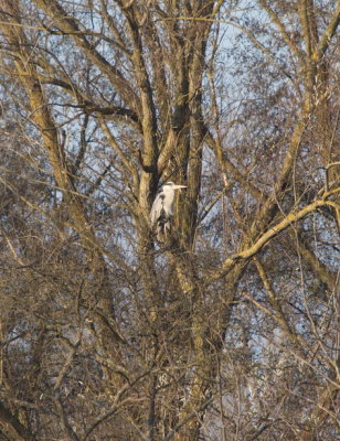 Heron enjoying the view from up high