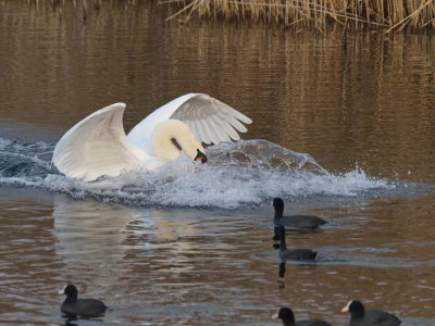 Swan coming down with a splash