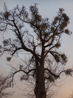 Tree with mistletoe