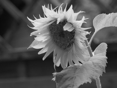 Sunflower shedding a tear BW